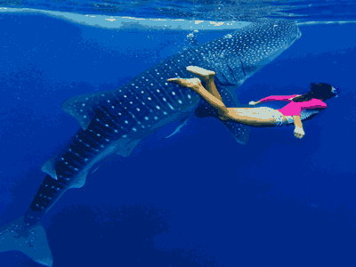 WhaleShark Watching