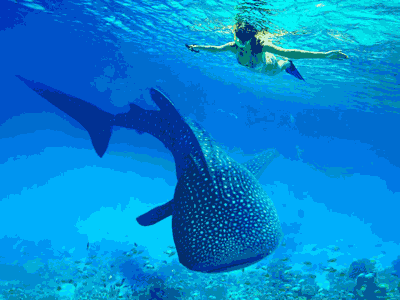 cebu tour package