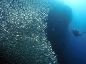 sardines_moalboal Scuba Diving in Moalboal