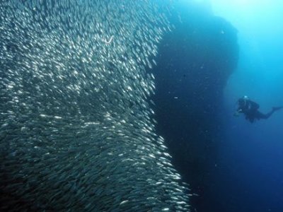 sardines_moalboal Scuba Diving in Moalboal